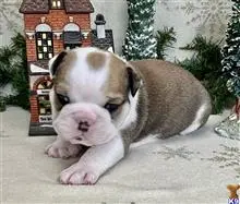 English Bulldog