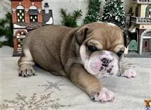 English Bulldog