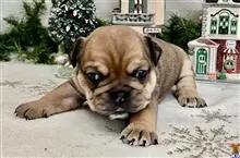 English Bulldog