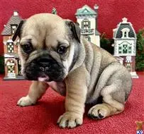 English Bulldog