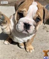 english bulldog puppy posted by tankrtots