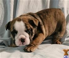 English Bulldog