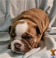 English Bulldog