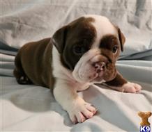 English Bulldog