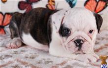 english bulldog puppy posted by tankrtots