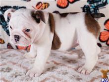 english bulldog puppy posted by tankrtots