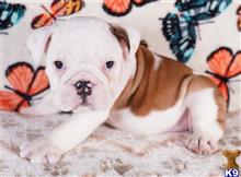 english bulldog puppy posted by tankrtots