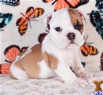 english bulldog puppy posted by tankrtots