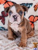 english bulldog puppy posted by tankrtots