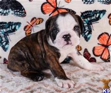 english bulldog puppy posted by tankrtots