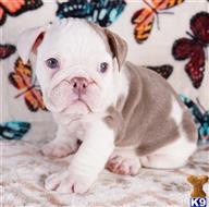 english bulldog puppy posted by tankrtots