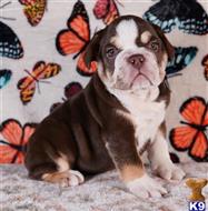 english bulldog puppy posted by tankrtots