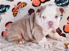 english bulldog puppy posted by tankrtots
