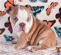 english bulldog puppy posted by tankrtots
