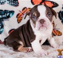 english bulldog puppy posted by tankrtots