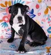english bulldog puppy posted by tankrtots
