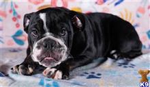 english bulldog puppy posted by tankrtots