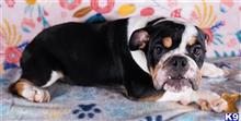 english bulldog puppy posted by tankrtots