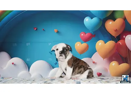 a english bulldog dog sitting on a blanket with balloons in the background
