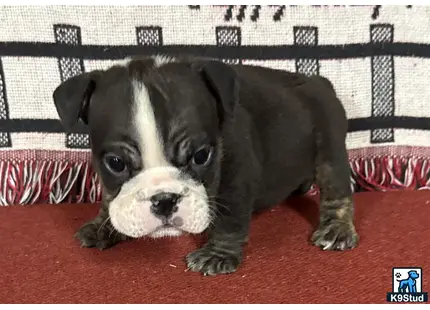 a english bulldog puppy lying on a red carpet