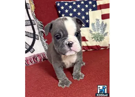 a english bulldog dog sitting on a red carpet