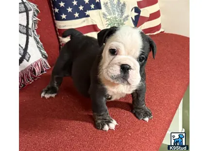a english bulldog dog sitting on a red carpet