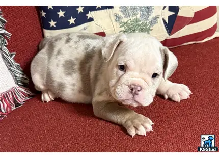 a english bulldog puppy lying on a red carpet