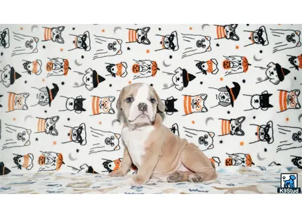a english bulldog dog sitting in front of a wall covered in notes