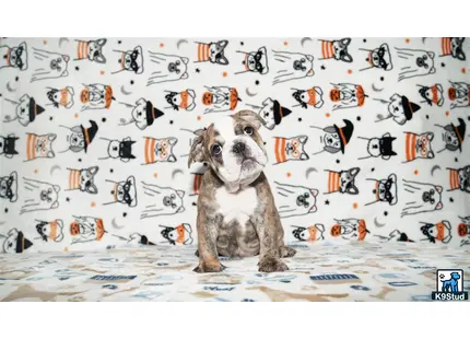 a english bulldog dog sitting on a bed