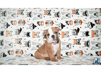 a english bulldog dog sitting in front of a wall covered in cartoon characters