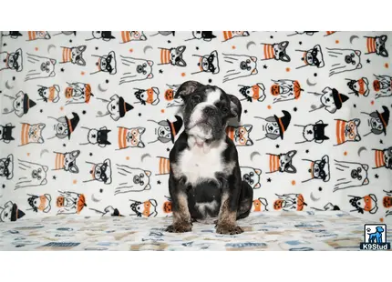 a english bulldog dog sitting on a bed