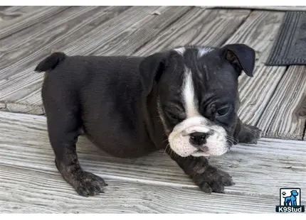 a english bulldog dog lying on a wood deck