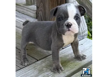 a english bulldog dog sitting on a bench