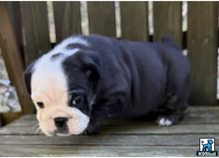 a couple of english bulldog dogs lying on a wooden surface