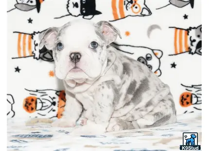 a english bulldog dog sitting on a bed