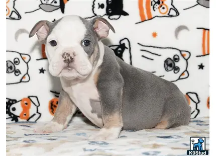 a english bulldog dog sitting on a bed
