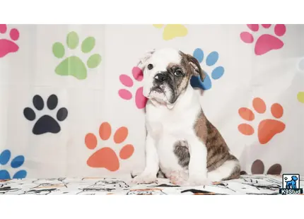 a english bulldog dog sitting on a couch