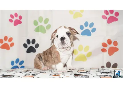 a english bulldog dog sitting on a bed