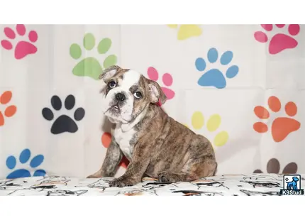 a english bulldog dog sitting on a bed