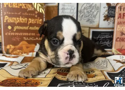 a english bulldog dog lying on a bed