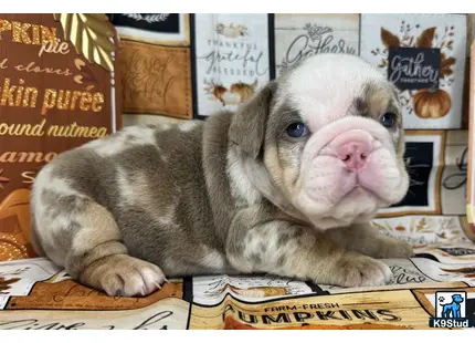 a english bulldog dog lying on a table