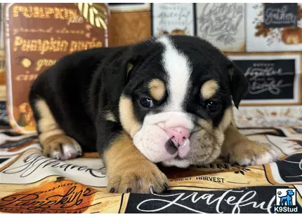 a english bulldog dog lying on a bed