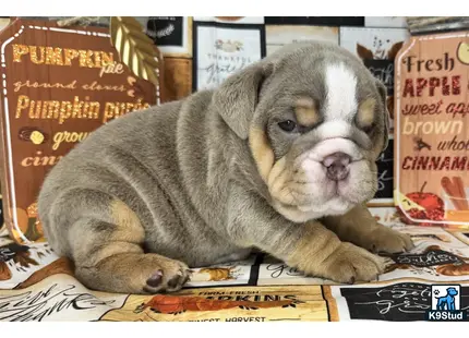 a english bulldog dog lying on a bed