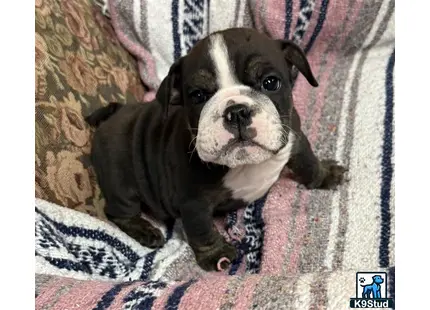 a english bulldog dog sitting on a couch