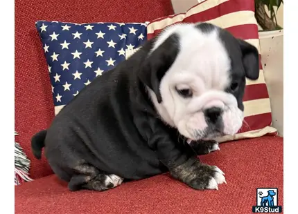 a english bulldog dog lying on a red surface with a flag in the background
