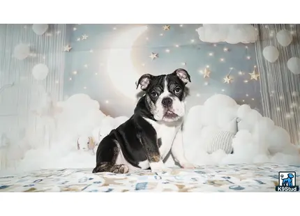 a english bulldog dog sitting on a bed