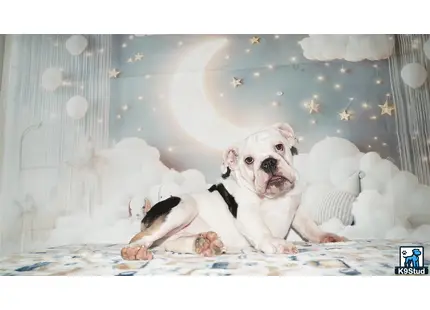 a english bulldog dog lying on a bed
