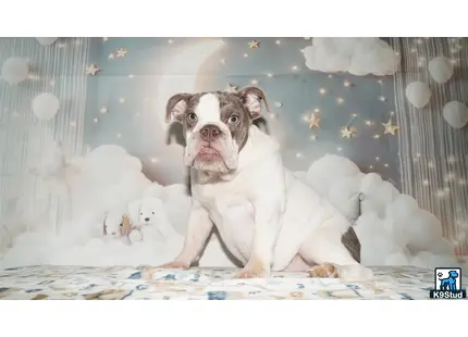 a english bulldog dog sitting on a bed with stuffed animals