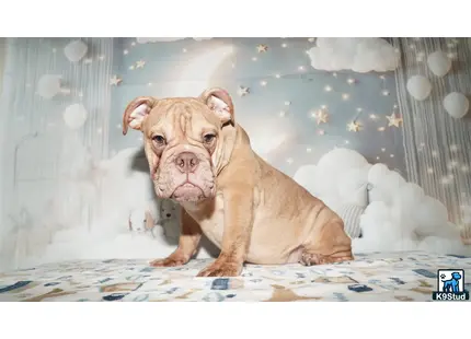 a english bulldog dog sitting on a bed