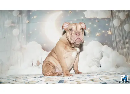 a english bulldog dog sitting on a bed